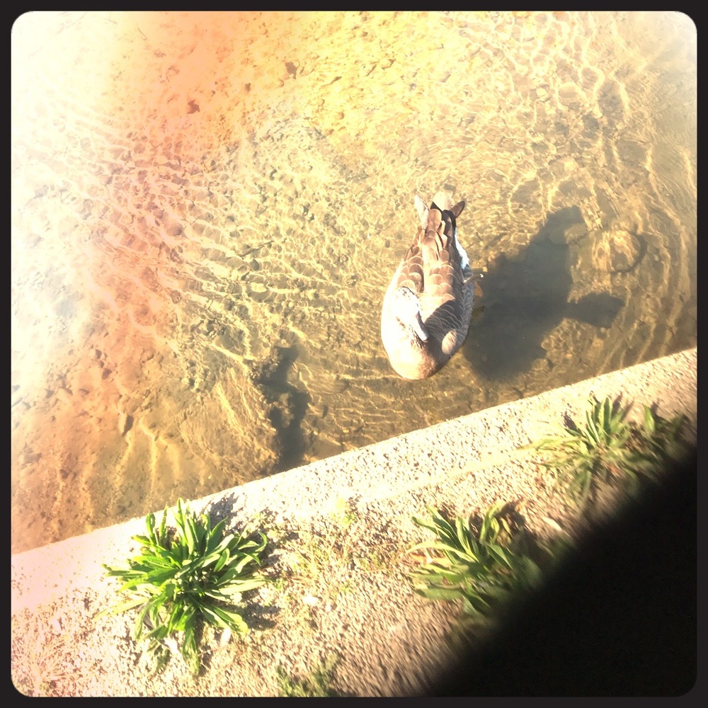 Meet your Posher, Cameron